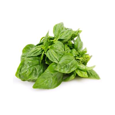 Basil